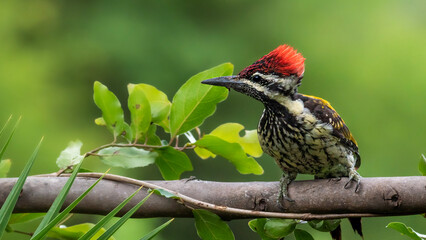 bird in the grass