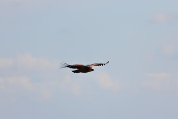 Close-up of a Griffon Vulture
