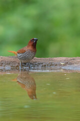 robin in the water