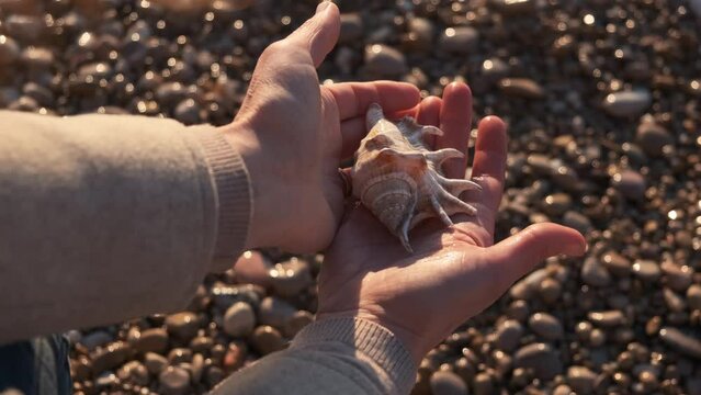 the girl found a beautiful shell in the sea and picks it up in her hand at sunset	

