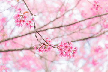 Beautiful Wild Himalayan Cherry Blooming pink Prunus cerasoides flowers at Phu Lom Lo Loei and Phitsanulok of Thailand