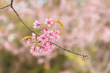 Beautiful Wild Himalayan Cherry Blooming pink Prunus cerasoides flowers at Phu Lom Lo Loei and Phitsanulok of Thailand