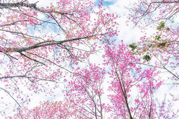 Beautiful Wild Himalayan Cherry Blooming pink Prunus cerasoides flowers at Phu Lom Lo Loei and Phitsanulok of Thailand
