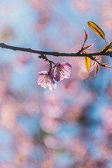 Beautiful Wild Himalayan Cherry Blooming pink Prunus cerasoides flowers at Phu Lom Lo Loei and Phitsanulok of Thailand