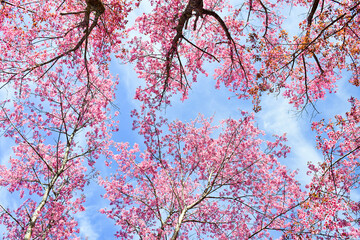landscape of Beautiful Wild Himalayan Cherry Blooming pink Prunus cerasoides flowers at Phu Lom Lo Loei and Phitsanulok of Thailand