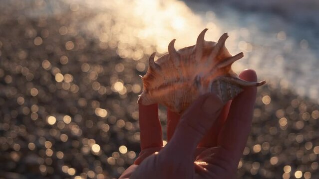 the girl found a beautiful shell in the sea and picks it up in her hand at sunset	
