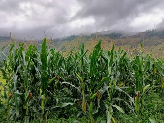 Storm clouds over a sweetcorn maize with field  mountain landscape