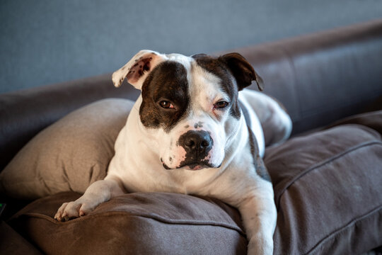 English Staffordshire Bull terrier dog lying on a couch. Dog at home. Pitbull dog at home. Cute white Staff Bull on Couch at Home.