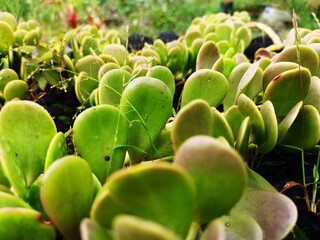 Jade green succulent plant leaves on the garden