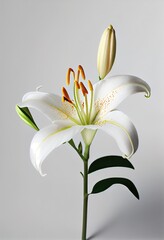 Beautiful Lily lilium flower on a light colored background - generative ai