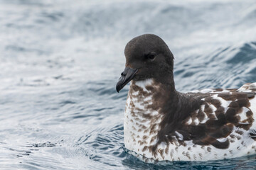 Cape petrel (Daption capense)