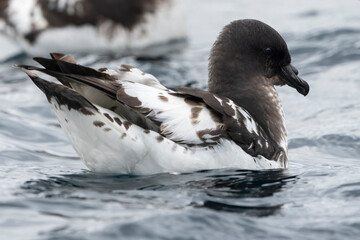 Cape petrel (Daption capense)