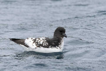 Cape petrel (Daption capense)