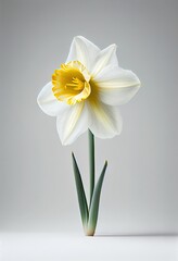 Beautiful Daffodil flower on a light colored background - generative ai