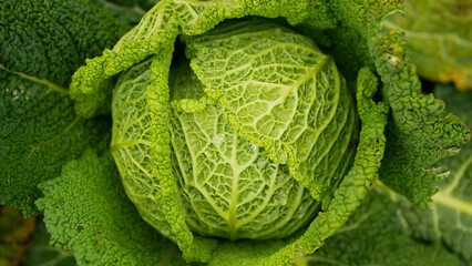 Field Savoy cabbage bio detail leaves leaf heads Brassica oleracea sabauda close-up land root crop vegetable farm plantation farming harvest cultivated garden stem head growing Europe