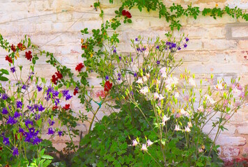 Assorted Flowers and White Brick Wall