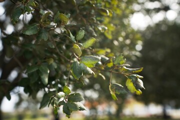 Cork oak leaves (cork tree, sobreiro) in Portugal