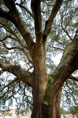 Cork oak (cork tree, sobreiro) in Portugal