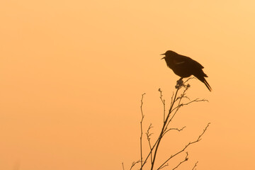 Male blackbird (Agelaius phoeniceus) at sunrise;  near Kearney, Nebraska