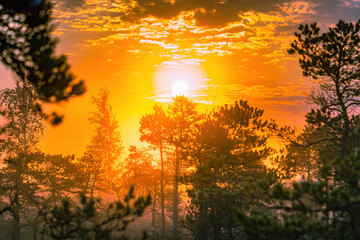 The sun glare pass through the fog and tree branches.Foggy summer morning in the national park.Sun rises above the horizon.Visible cobweb with dew on the grass.National park of Latvia.Beauty of nature