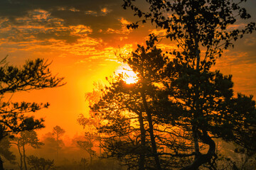 The sun glare pass through the fog and tree branches.Foggy summer morning in the national park.Sun rises above the horizon.Visible cobweb with dew on the grass.Beauty of nature.National park of Latvia