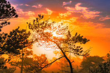The sun glare pass through the fog and tree branches.Foggy summer morning in the national park of Latvia.Sun rises above the horizon.National park of Latvia.Beauty of nature
