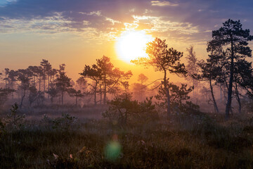 The sun glare pass through the fog and tree branches.Foggy autumn morning in the national park.Sun rises above the horizon.Visible cobweb with dew on the grass.National park of Latvia.Beauty of nature