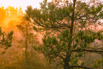 The sun glare pass through the fog and tree branches.Foggy summer morning in the national park.Visible cobweb with dew on the grass, pine branches and needles National park of Latvia.Beauty of nature