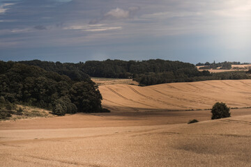Cultivated fields in the Polish countryside, ripe grain in mid-summer. Harvest and harvest, rural...