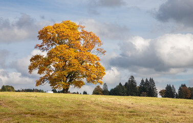 autumn trip in Novohradské hory - a lone colorful tree lit by the sun against a cloudy sky