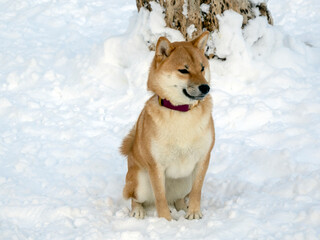 Japanese red coat dog is in winter forest. Portrait of beautiful Shiba inu male standing in the forest on the snow and trees background. High quality photo. Walk in winter