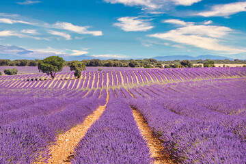 View of the lavender fields of Brihuega, Guadalajara (Spain).