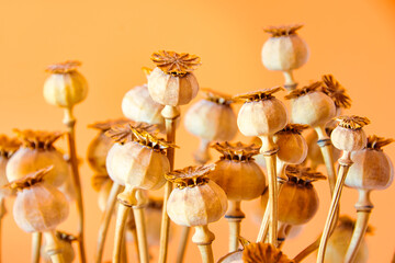Close-up of a bunch of dried poppy seed capsules (Papaver Somniferum) on orange background.