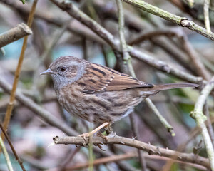 Dunnock or hedge sparrow.
