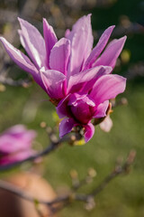 Magnolia liliiflora Nigra pink flower in the garden design.