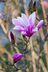 Magnolia liliiflora Nigra pink flower in the garden design.