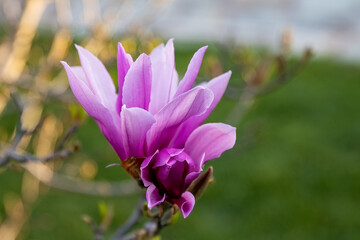 Obraz na płótnie Canvas Magnolia liliiflora Nigra pink flower in the garden design.
