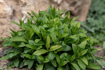 Fototapeta premium Phlox paniculate green leaves in the garden design.