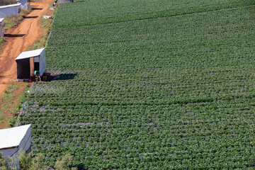 Strawberry plantation in countryside of Sao Paulo state, Brazil