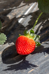 Closeup of ripe strawberry on fruit bed. Plantation in countryside of Sao Paulo state, Brazil