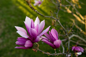 Obraz premium Magnolia liliiflora Nigra pink flower in the garden design.
