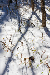 Snowy view of the beautiful Osha Trail