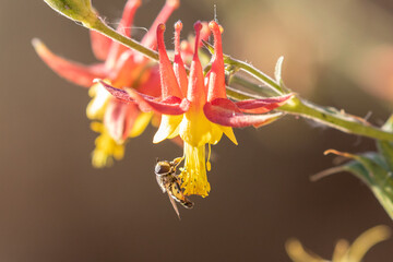 Hover Fly on a Wild Idaho Columbine