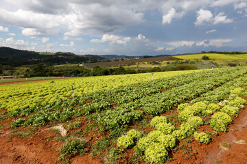 Lettuce plantation under laden sky of rain clouds around the city of Sao Paulo, Brazil.