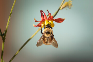 Bumblebee on a Wild Idaho Columbine