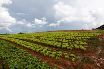 Fototapeta na wymiar Lettuce plantation under laden sky of rain clouds around the city of Sao Paulo, Brazil.