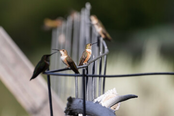 Hummingbirds on a Wire