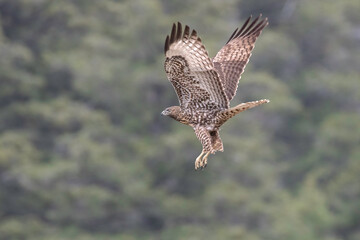 Juvenile Red-tailed Hawk in Flight
