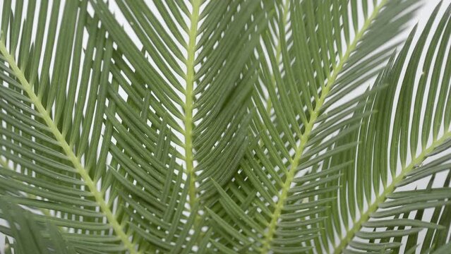 Jungle houseplants commercial | Extreme close-up crane shot of leaves of cycas revoluta plant on white background