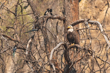 Bald Eagle and Magpies